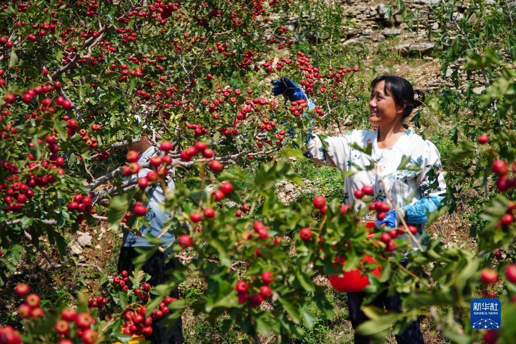 大赢家股票软件下载